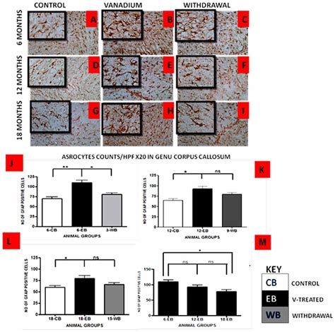 Frontiers Brain Metal Distribution And Neuro Inflammatory Profiles