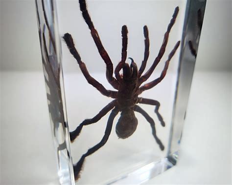 Chinese Bird Spider In Resin Ornithoctonus Huwena Insects In Resin