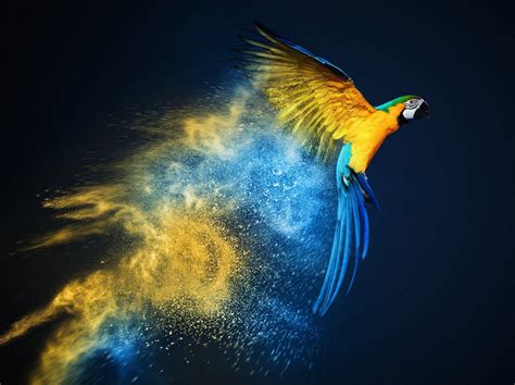 Parrot OS HD Wallpapers - Top Free Parrot OS HD Backgrounds ...