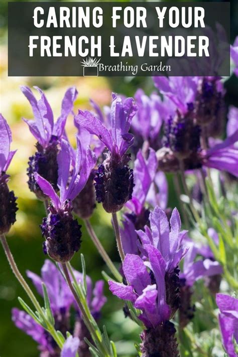 purple flowers with the words caring for your french lavender