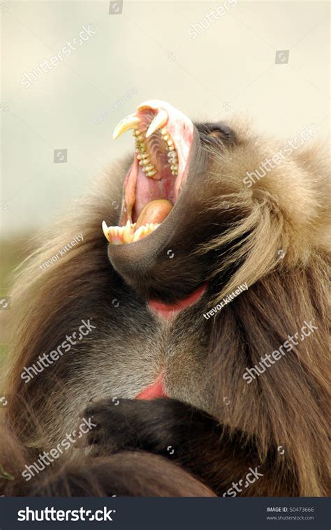 Gelada Baboon Baring Teeth Stock Photo 50473666 | Shutterstock