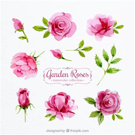 Conjunto de rosas aquarela Vetor Grátis