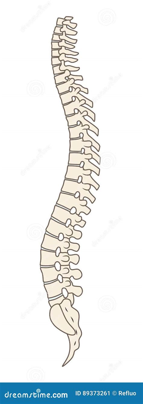 Vertebral Column Stock Vector Illustration Of Isolated 89373261