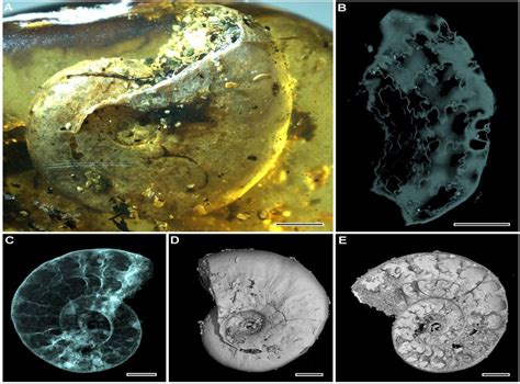 Ninety Nine Million Year Old Ammonite Trapped In Amber Discovered For First Time The