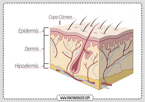 Partes De La Piel Humana Estructura Y Partes De La Piel