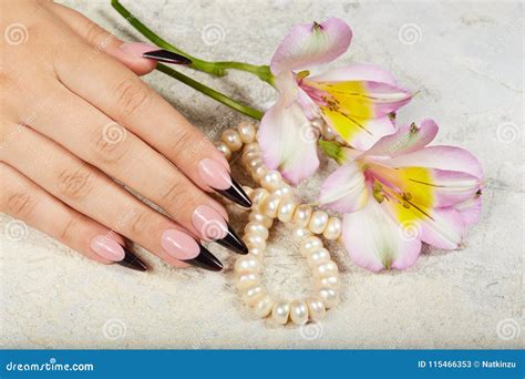 Hand With Long Artificial French Manicured Nails And Lily Flowers Stock