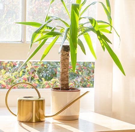 Юкка: догляд та посадка в домашніх умовах кімнатної рослини