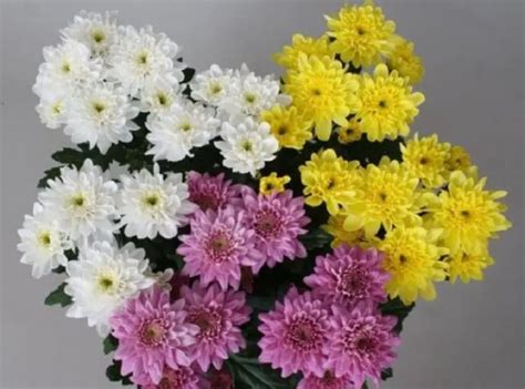 chrysanthemum baltica photo planting  care reproduction healthy