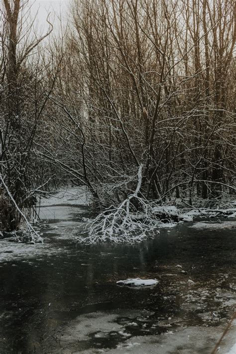 Imagem Gratuita Natureza Selvagem Ramo Pântano Floresta Gelado