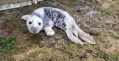 It's the season for seal pups, and they might show up in weird places ...