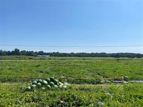 Grafted Watermelon Spacing Study | University of Maryland Extension