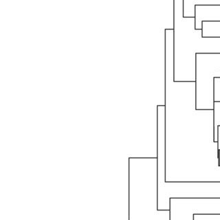 Dendrogram Showing Neighbour Joining Analysis Of S Rdna From Some