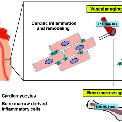 The Role Of Vascular And Bone Marrow Aging In Heart Failure Activation