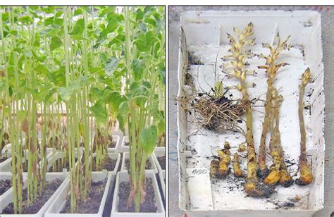 Testing Of Breeding Material In Greenhouse Conditions Download