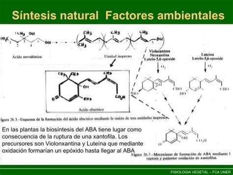 Estructura De La Mol Cul