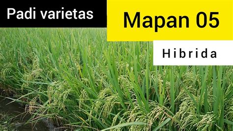 Padi Varietas Mapan 05 Hibrida Youtube