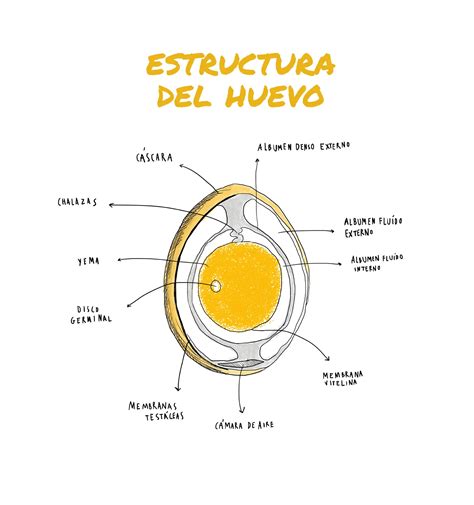 Partes Del Huevo De Ave Estructura Y Composici N Loros Y Guacamayos