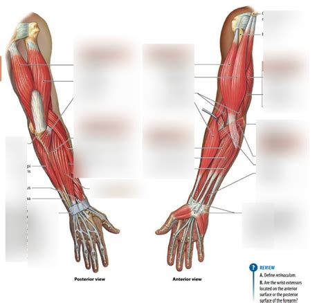 Chapter Muscles That Move The Forearm And Hand Diagram Quizlet