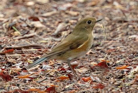 Red-flanked Bluetail | San Diego Bird Spot