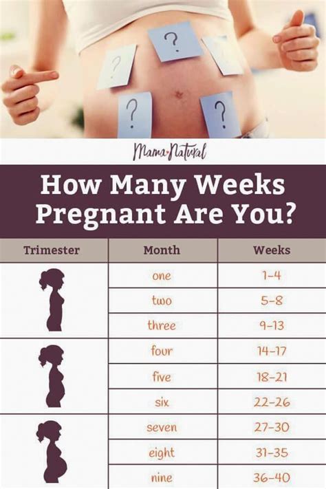 Pin On Pregnancy