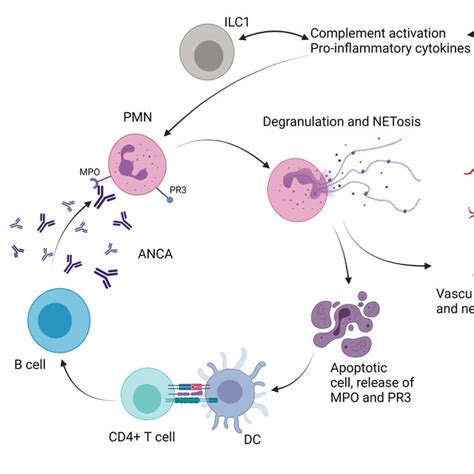 Role Of Ilc In Anti Neutrophil Cytoplasm Antibodies Anca Associated