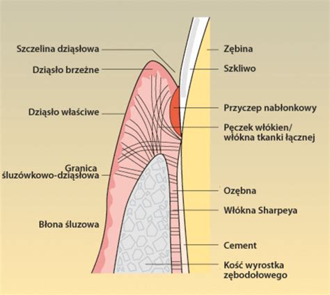 Przyczep Dzi S A Do Ko Ci Z Bodo U Oraz Cementu Korzeniowego