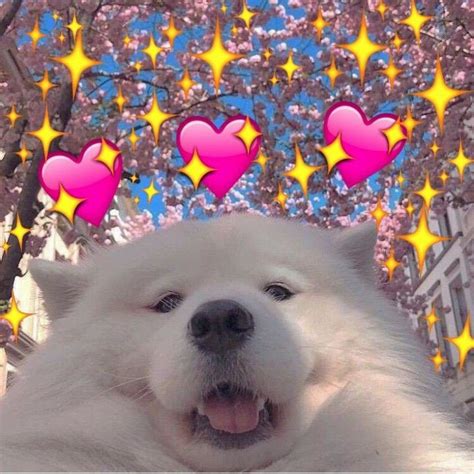 Cute Dog Hearts Reaction Picture Pic Meme Cute Love Memes Cute Love