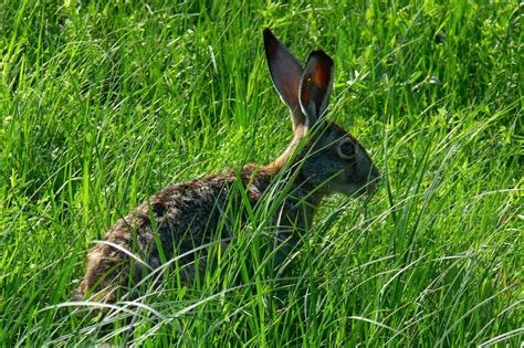 Dead Rabbit Symbolism (6 Meanings) – In Backyard & Dreams