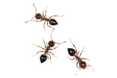 Small Ants Control Auburn ME, Augusta ME, Brunswick ME
