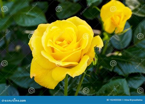 Delightful Blooming Yellow Rose on Bush. Photo Stock Photo - Image of ...