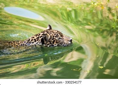 Jaguar Swimming Over Royalty Free Licensable Stock Photos