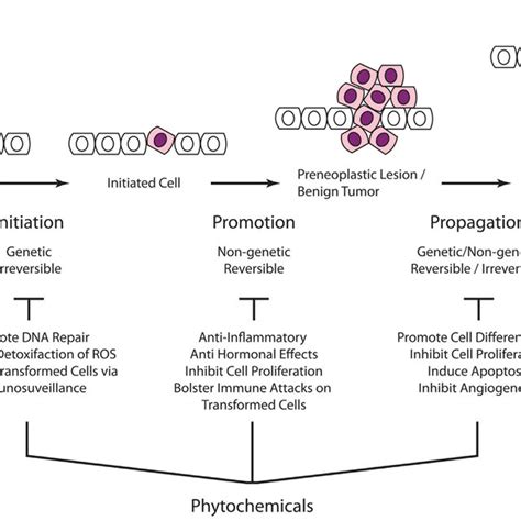 Carcinogenesis Is A Multistep Process That Ultimately Reprogram A Download Scientific Diagram