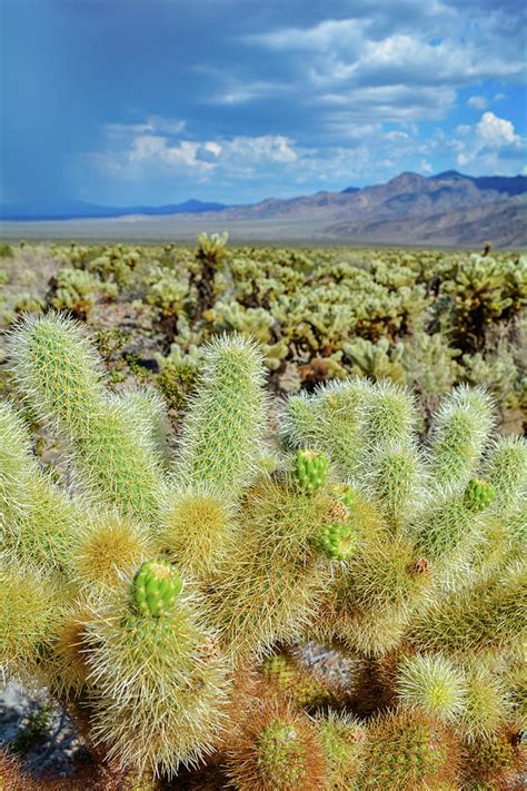 Cholla Cactus Garden Portrait Photograph By Kyle Hanson Fine Art America