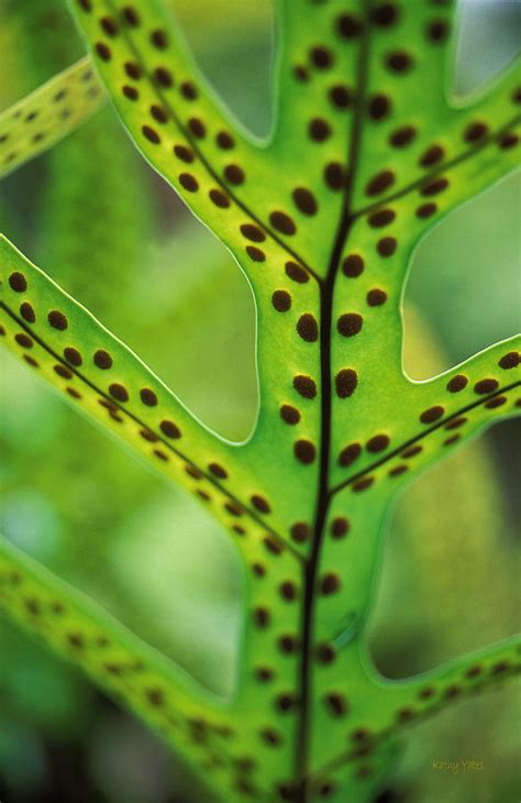 Hawaiian Laua'e Fern Photograph by Kathy Yates - Fine Art America