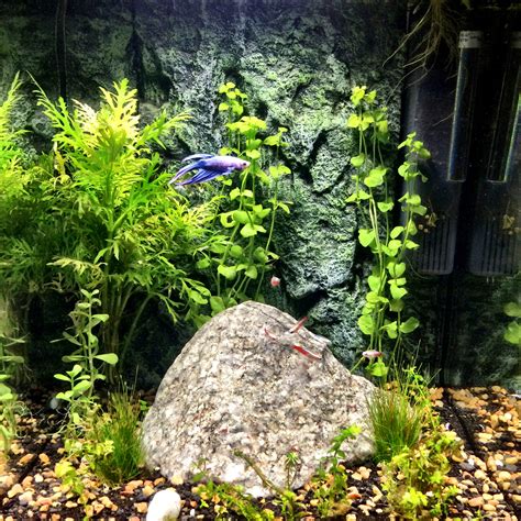 Planted betta tank – Rainforest Concepts