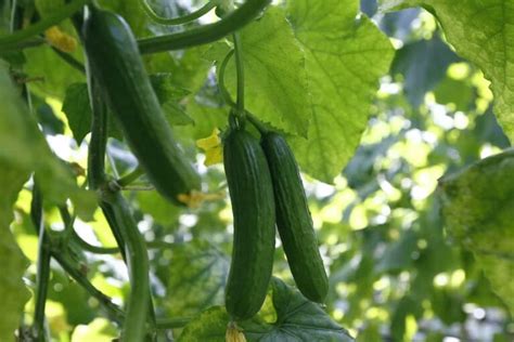 The 7 Cucumber Plant Stages Minneopa Orchards