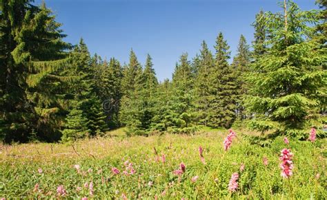 Beautiful Summer Forest Stock Image Image Of Forest