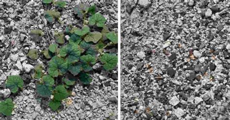 LA MÉTHODE INFAILLIBLE POUR ÉLIMINER LES MAUVAISES HERBES QUI POUSSENT