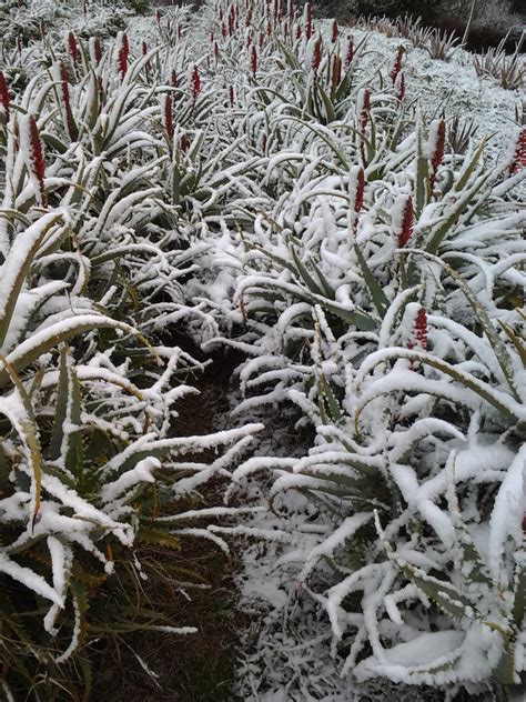 Aloe Arborescens Resistente Alle Basse Temperature Pianta Di Aloe