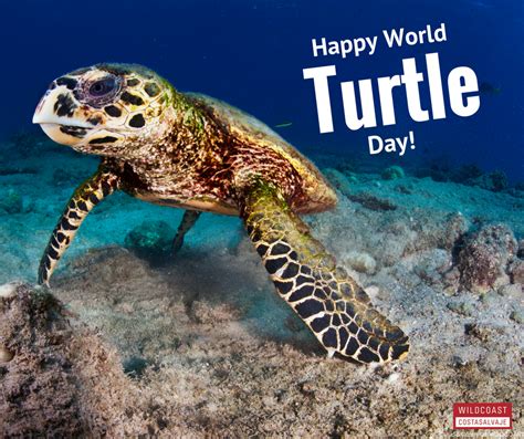 Happy World Sea Turtle Day The Wildcoast Blog In 2021 Turtle Day World Turtle Day Turtle