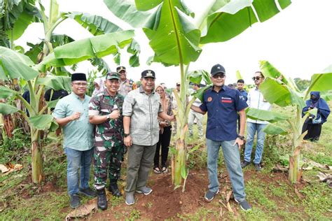 Program Budidaya Pisang Cavendish Mulai Tuai Hasil Nusantara Insight