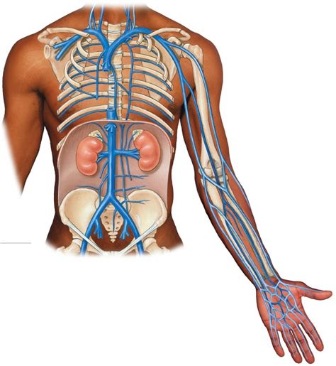 Veins of the body Diagram | Quizlet