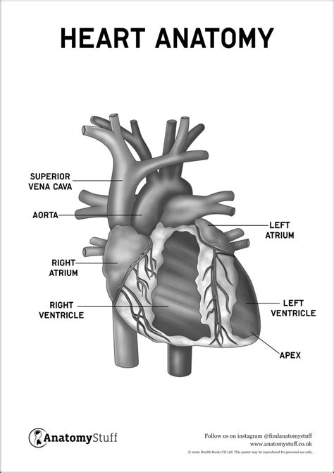 Heart Anatomy Poster Pdf