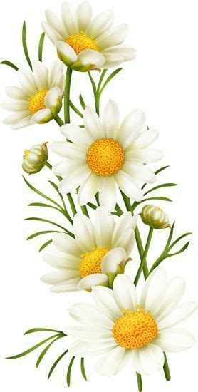 Pin by Lucía compArte on FONDOS VARIOS Beautiful flower drawings