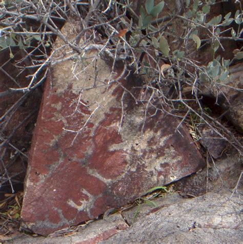 Fossils Found In Remote Arizona > Identification Help - Fossil ID - The ...