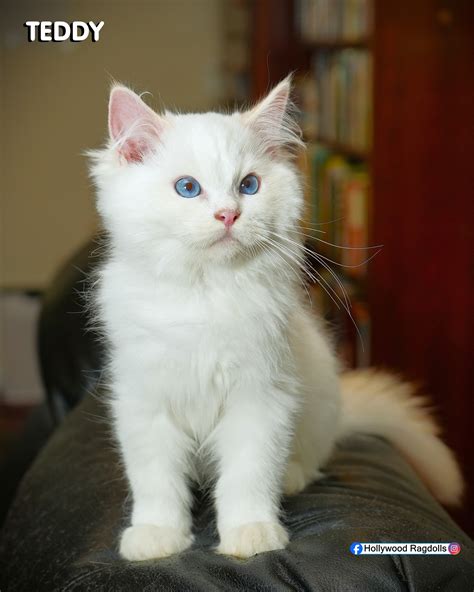 🥳📣Teddy's finally off to his new crib... - Hollywood Ragdolls | Facebook