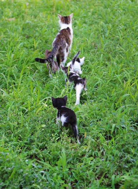 Premium Photo | Cute little kittens with their mom outdoors