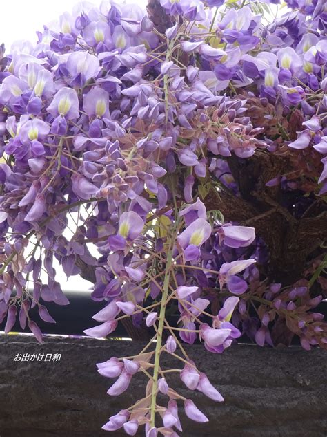 お散歩 お出かけ日和