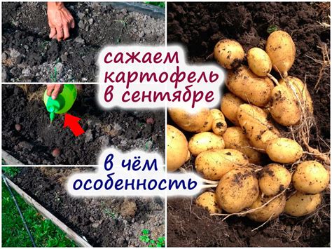 Как вырастить молодую картошку осенью – получаем второй урожай за 40-60 ...