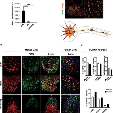 Pomc Is Expressed By The Peripheral Sensory Neurons In Healthy Mice And